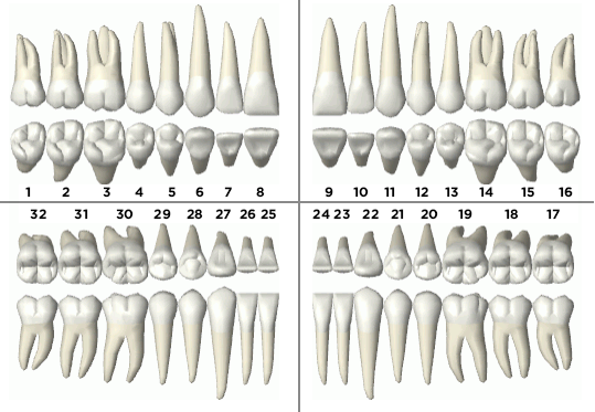 Dental Teeth Pattern
