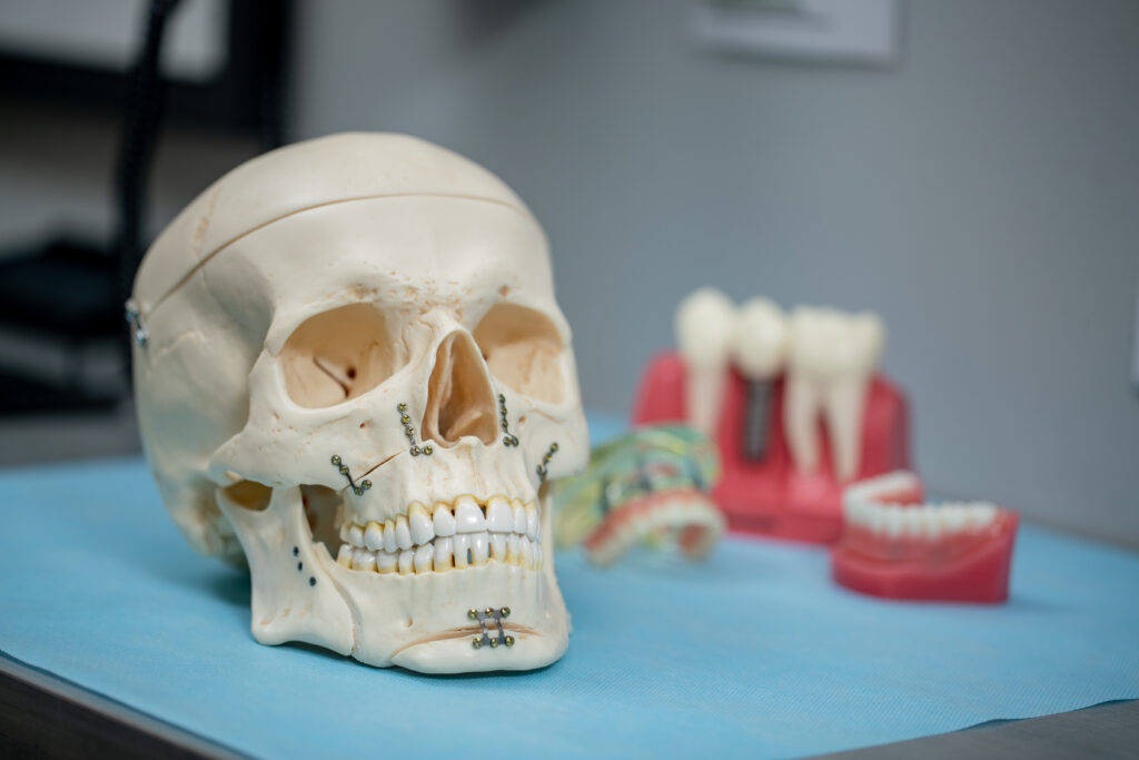 model and skull showing teeth